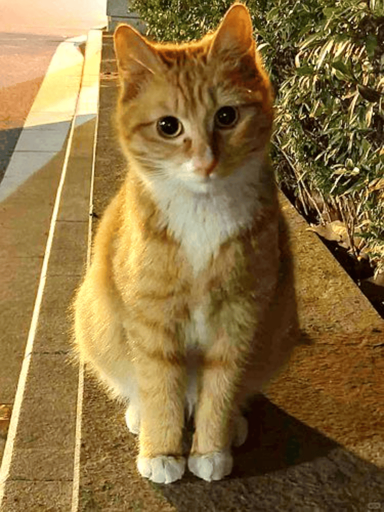 南京大学校庆日“校猫”被钢珠打碎头骨？校保卫处：看了一夜监控<strong></p>
<p>银行理财产品投资</strong>，暂未锁定嫌疑人