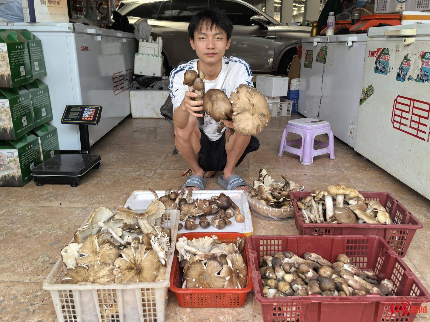 “天价”鸡枞调查：最贵卖到1800元/公斤！雨水少致产量低<strong></p>
<p>理财软件</strong>，多地价高客少