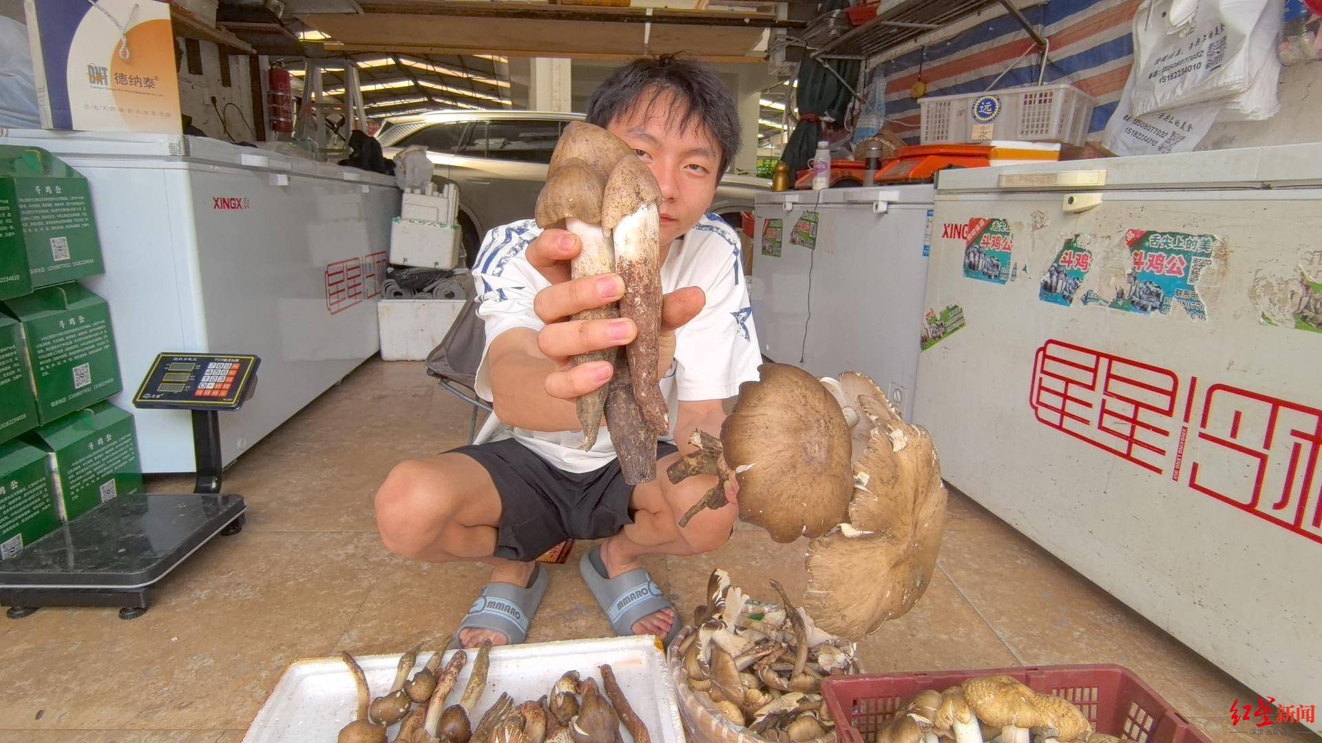 “天价”鸡枞调查：最贵卖到1800元/公斤！雨水少致产量低<strong></p>
<p>理财软件</strong>，多地价高客少