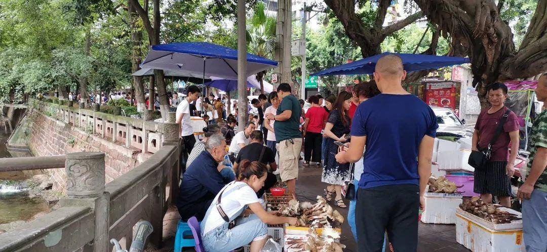“天价”鸡枞调查：最贵卖到1800元/公斤！雨水少致产量低<strong></p>
<p>理财软件</strong>，多地价高客少