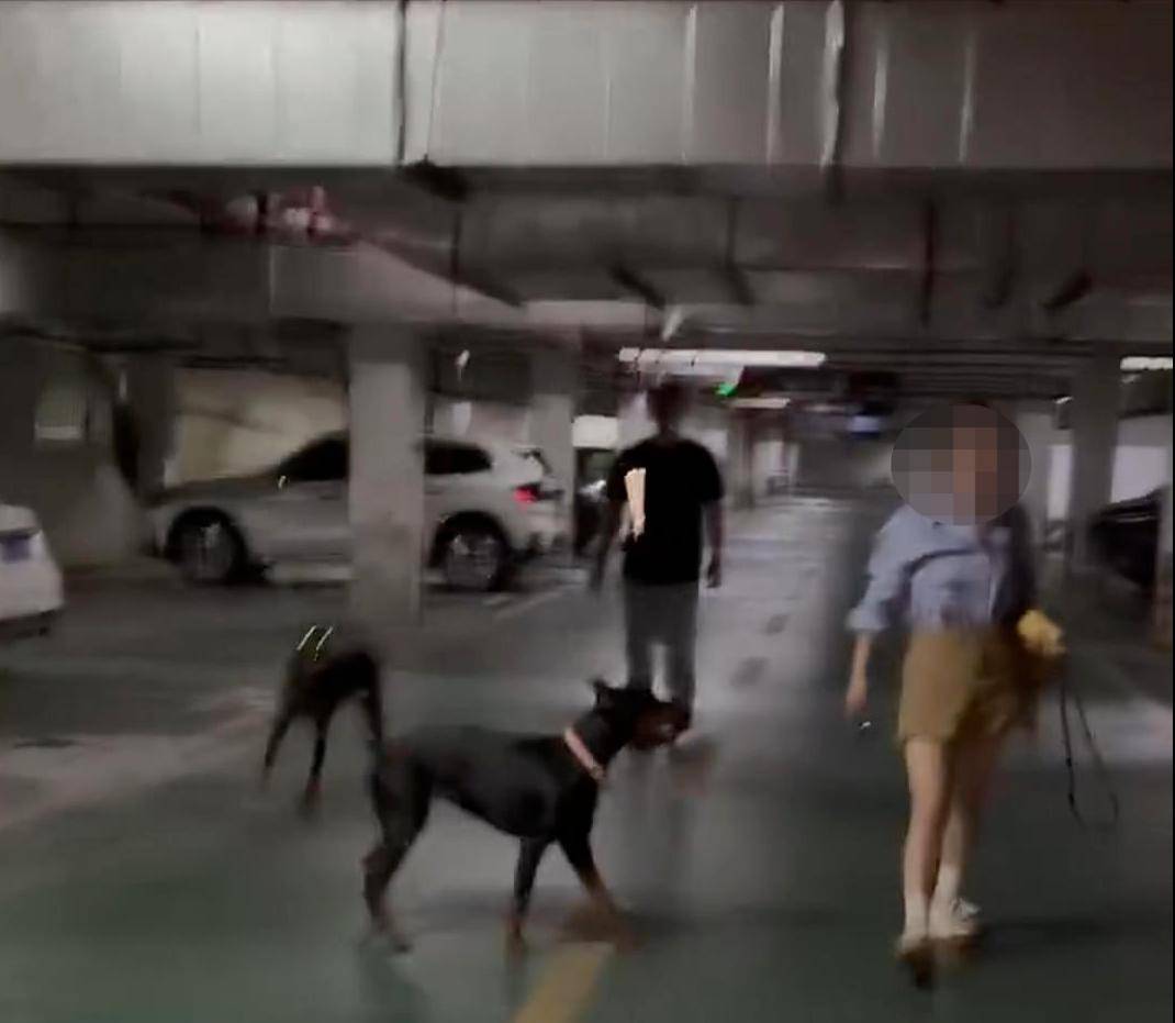 江苏一小区两只杜宾犬没拴绳引激烈争执<strong></p>
<p>投资理财集团</strong>，物业回应