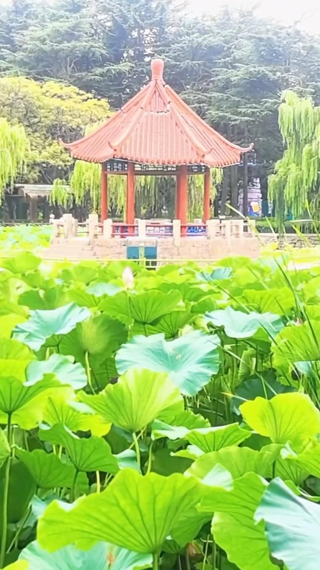青岛中山公园一凉亭突然倒塌：一年前刚完成修缮<strong></p>
<p>非保本理财产品</strong>，园方称无伤亡原因待查