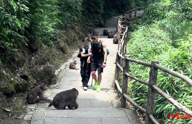 揭秘峨眉山陪爬团队：已陪爬千名游客九成为女性<strong></p>
<p>菜鸟理财</strong>，不会主动拉背扛抱，主要保障安全