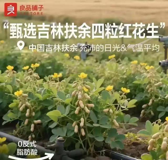 “花生上树”闹剧：AI翻车背后<strong></p>
<p>e网</strong>，我们都在弄丢常识？