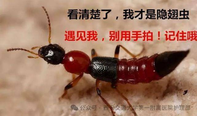 西安多区发现隐翅虫？千万别拍<strong></p>
<p>虚拟币TLS-1</strong>！毒液堪比硫酸