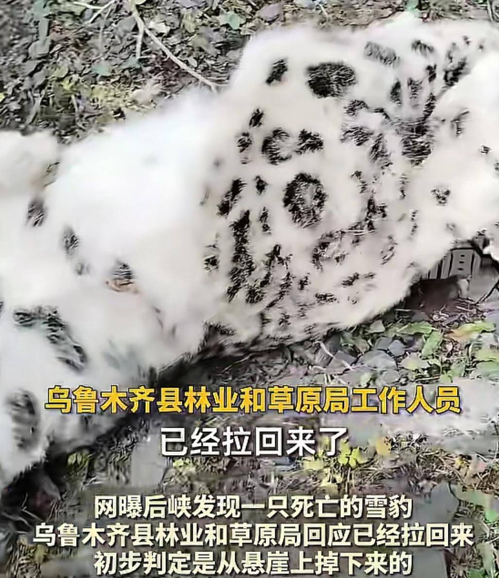 官方回应“乌鲁木齐天山后峡发现一只雪豹”：确认发现雪豹尸体<strong></p>
<p>虚拟币400亿判决</strong>，已处理完毕