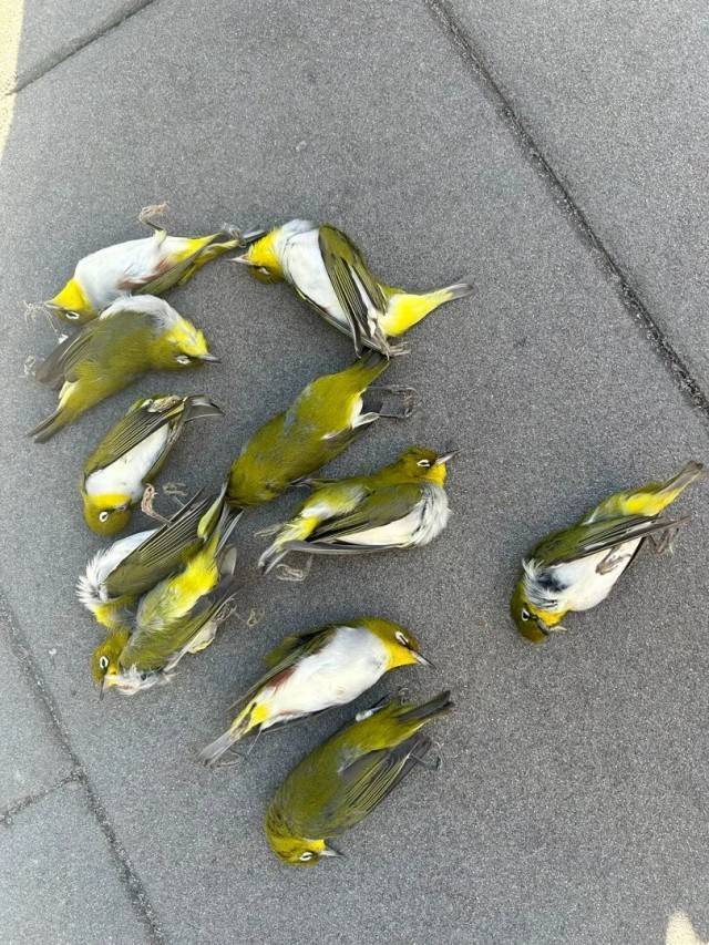 北京一座大厦楼下躺了14只鸟<strong></p>
<p>虚拟币ghc</strong>，12只已死亡！元凶竟是玻璃