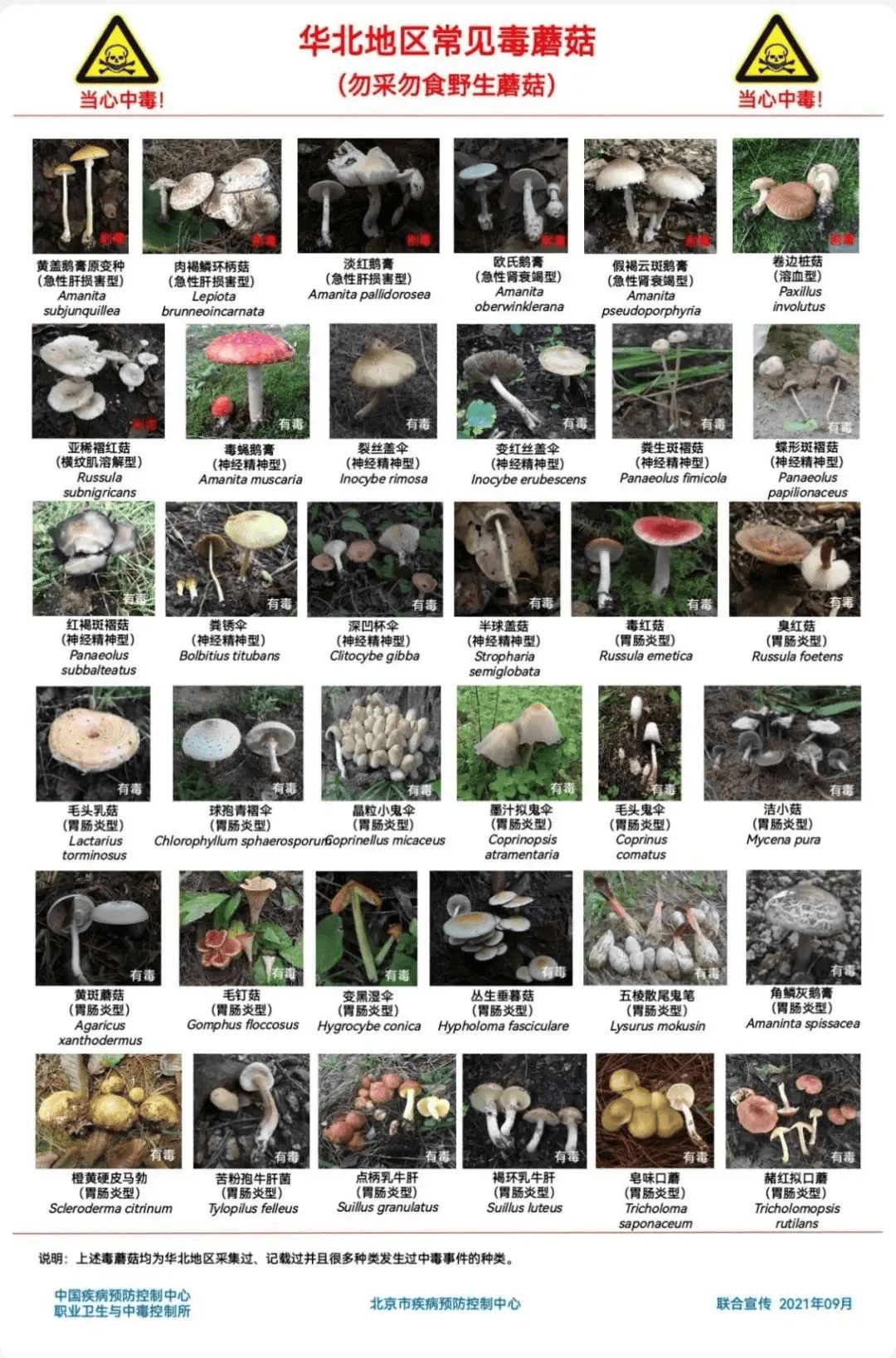 网红发文悼念婆婆：吃了邻居送的蘑菇中毒<strong></p>
<p>虚拟币ghc</strong>，抢救四天四夜死亡！这些蘑菇避毒原则可能是陷阱→