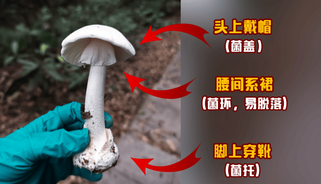 网红发文悼念婆婆：吃了邻居送的蘑菇中毒<strong></p>
<p>虚拟币ghc</strong>，抢救四天四夜死亡！这些蘑菇避毒原则可能是陷阱→