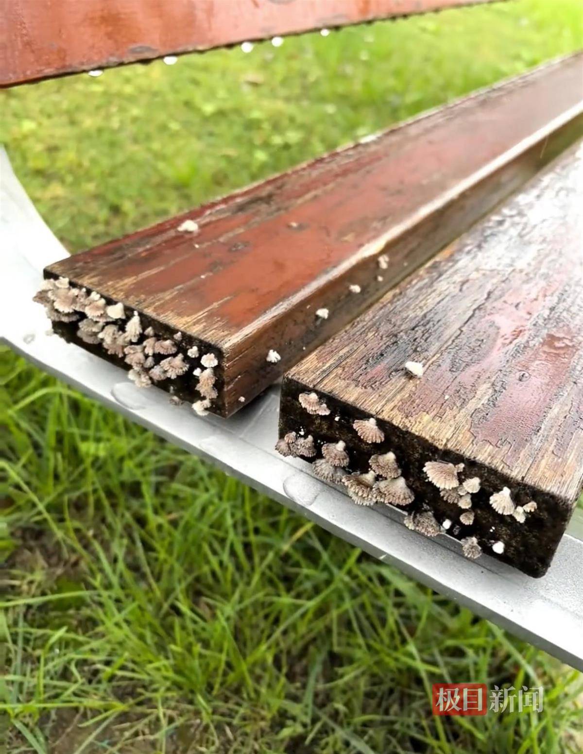 西安连续一个多月降雨遍地长蘑菇<strong></p>
<p>虚拟币EDU最新消息</strong>，大雁塔受潮，城墙布满青苔，气象局解释成因