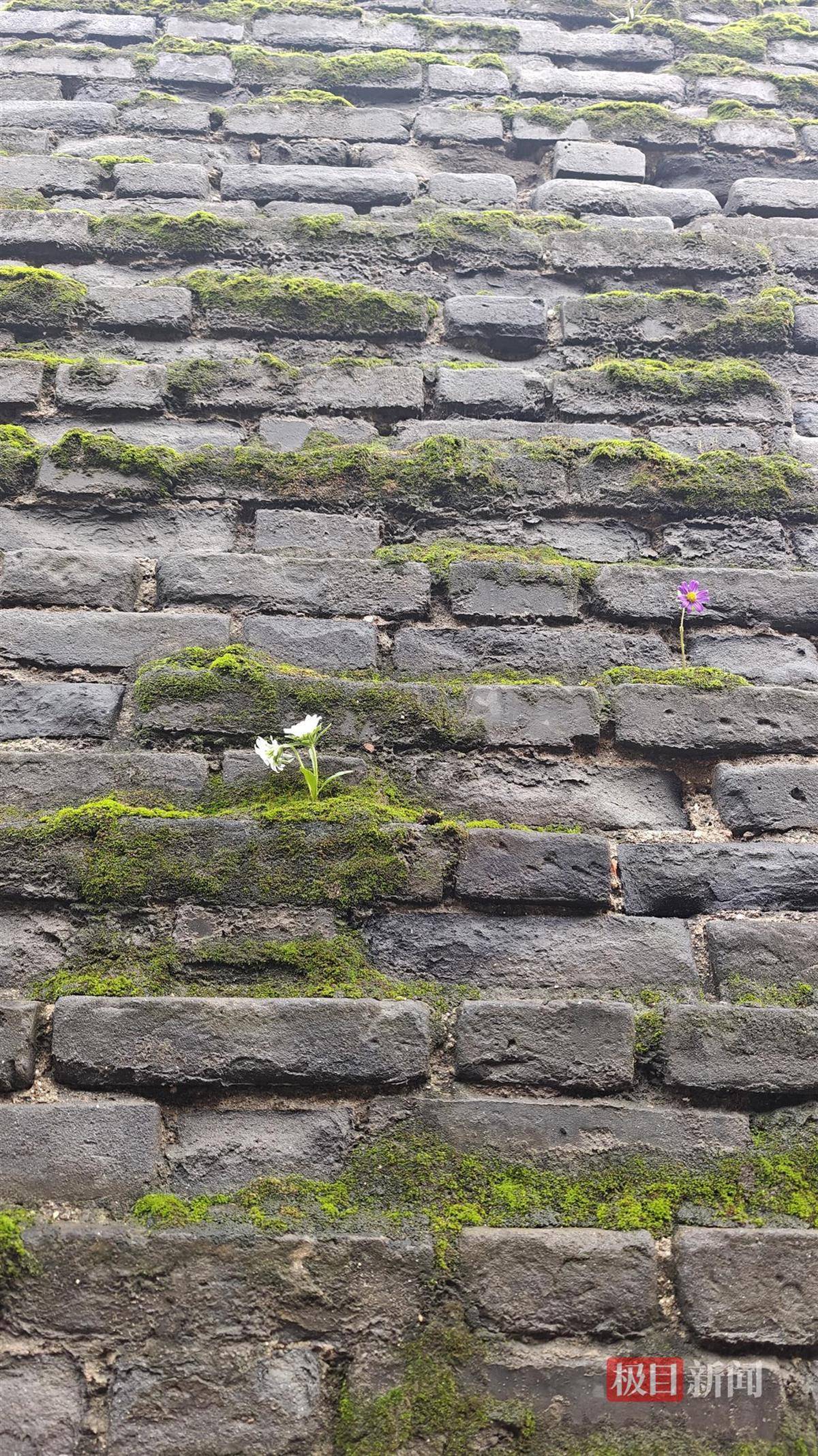 西安连续一个多月降雨遍地长蘑菇<strong></p>
<p>虚拟币EDU最新消息</strong>，大雁塔受潮，城墙布满青苔，气象局解释成因