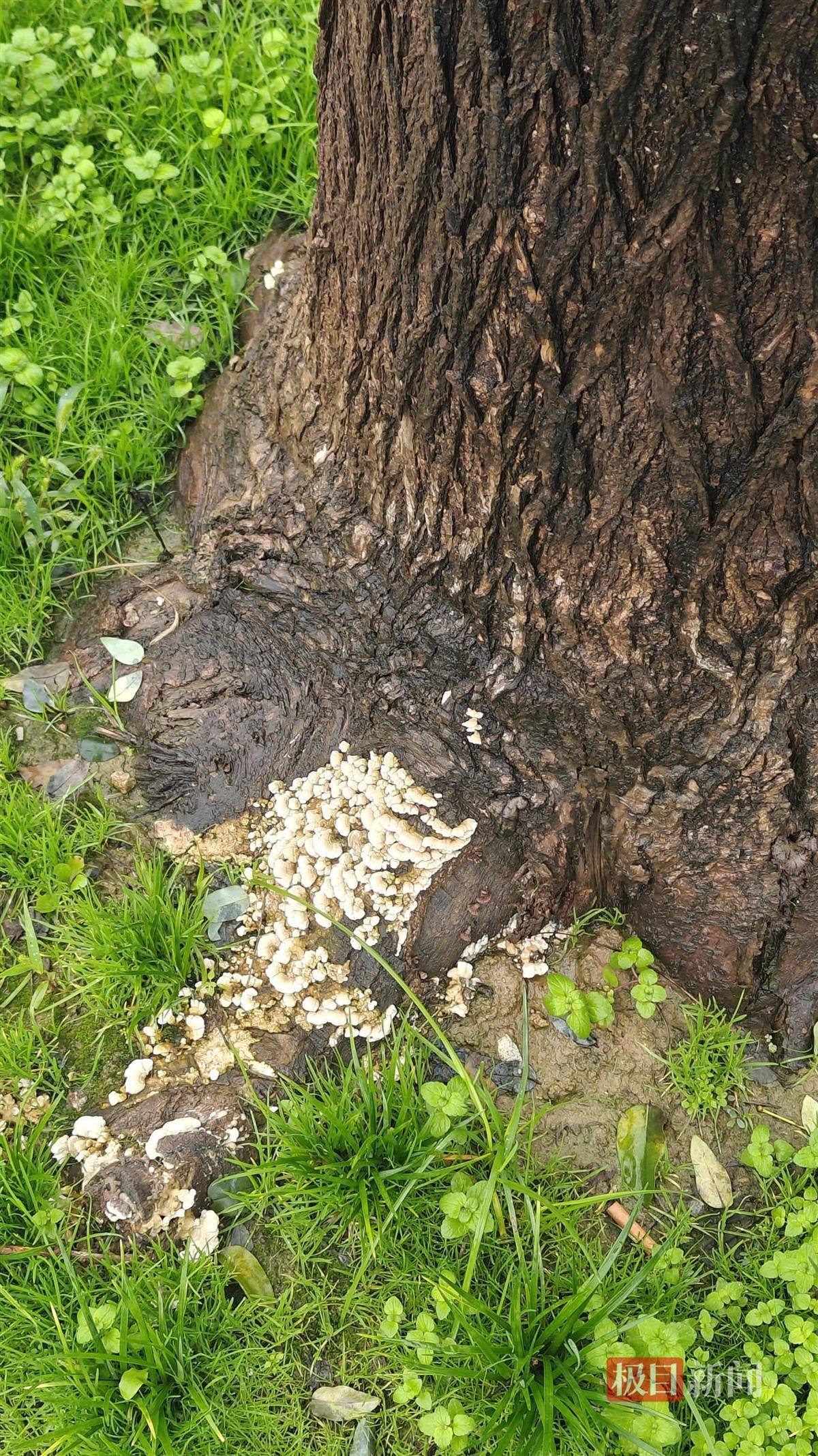 西安连续一个多月降雨遍地长蘑菇<strong></p>
<p>虚拟币EDU最新消息</strong>，大雁塔受潮，城墙布满青苔，气象局解释成因