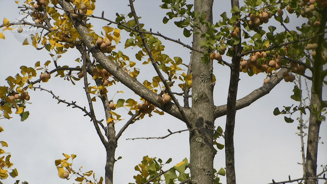 不要捡！不要吃！昆明街头正大量出现……