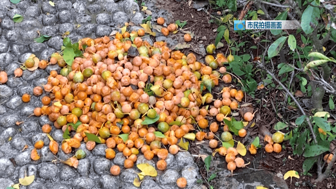 不要捡<strong></p>
<p>虚拟币EDU最新消息</strong>！不要吃！昆明街头正大量出现……