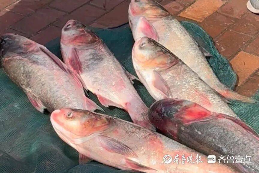 “鱼多得数不过来<strong></p>
<p>虚拟币飞机群</strong>,一网子下去能捞好几条”济南锦绣川水库开闸放水,大量鲢鱼被冲出,工作人员:禁止捕捞!