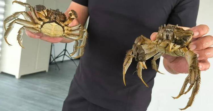 武汉江夏一地大闸蟹大量上市<strong></p>
<p>虚拟币平台风控了咋办</strong>，日产1000斤当天售完，每只螃蟹有自己的“身份证”，吃深海小黄鱼长大