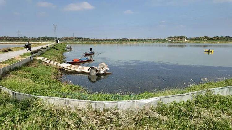 武汉江夏一地大闸蟹大量上市<strong></p>
<p>虚拟币平台风控了咋办</strong>，日产1000斤当天售完，每只螃蟹有自己的“身份证”，吃深海小黄鱼长大