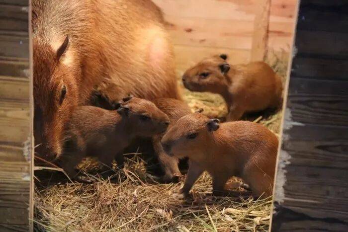 出生1小时就能独立行走<strong></p>
<p>虚拟币b单位</strong>，济南动物园“果果”和“豚豚”的4只新生幼崽，周末和市民见面