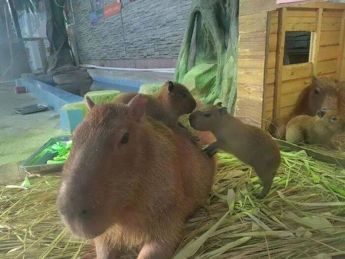 出生1小时就能独立行走<strong></p>
<p>虚拟币b单位</strong>，济南动物园“果果”和“豚豚”的4只新生幼崽，周末和市民见面