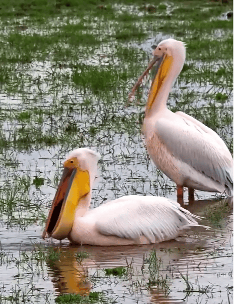 国家一级保护动物<strong></p>
<p>虚拟币数量扩容20000倍</strong>，现身达州！