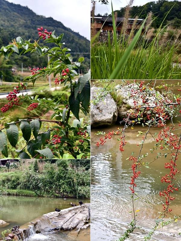 推窗见梯田<strong></p>
<p>虚拟币magic</strong>!梧桐山民宿:把日子过成诗