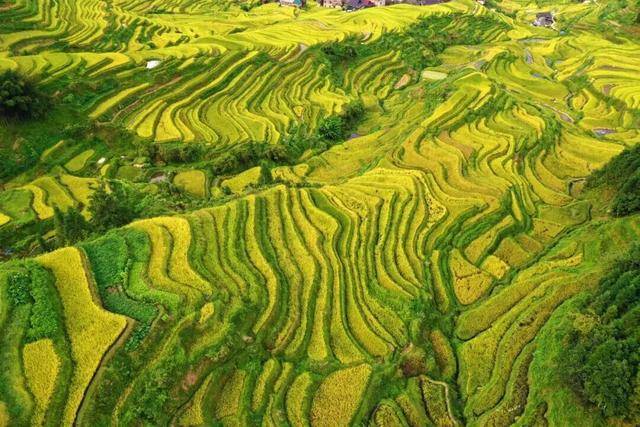 金秋<strong></p>
<p>虚拟币BHD</strong>,广西的梯田一点不输!