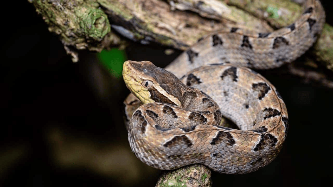 泰国女子在ATM机取钱<strong></p>
<p>虚拟币spell</strong>,取款口突然窜出一条蛇