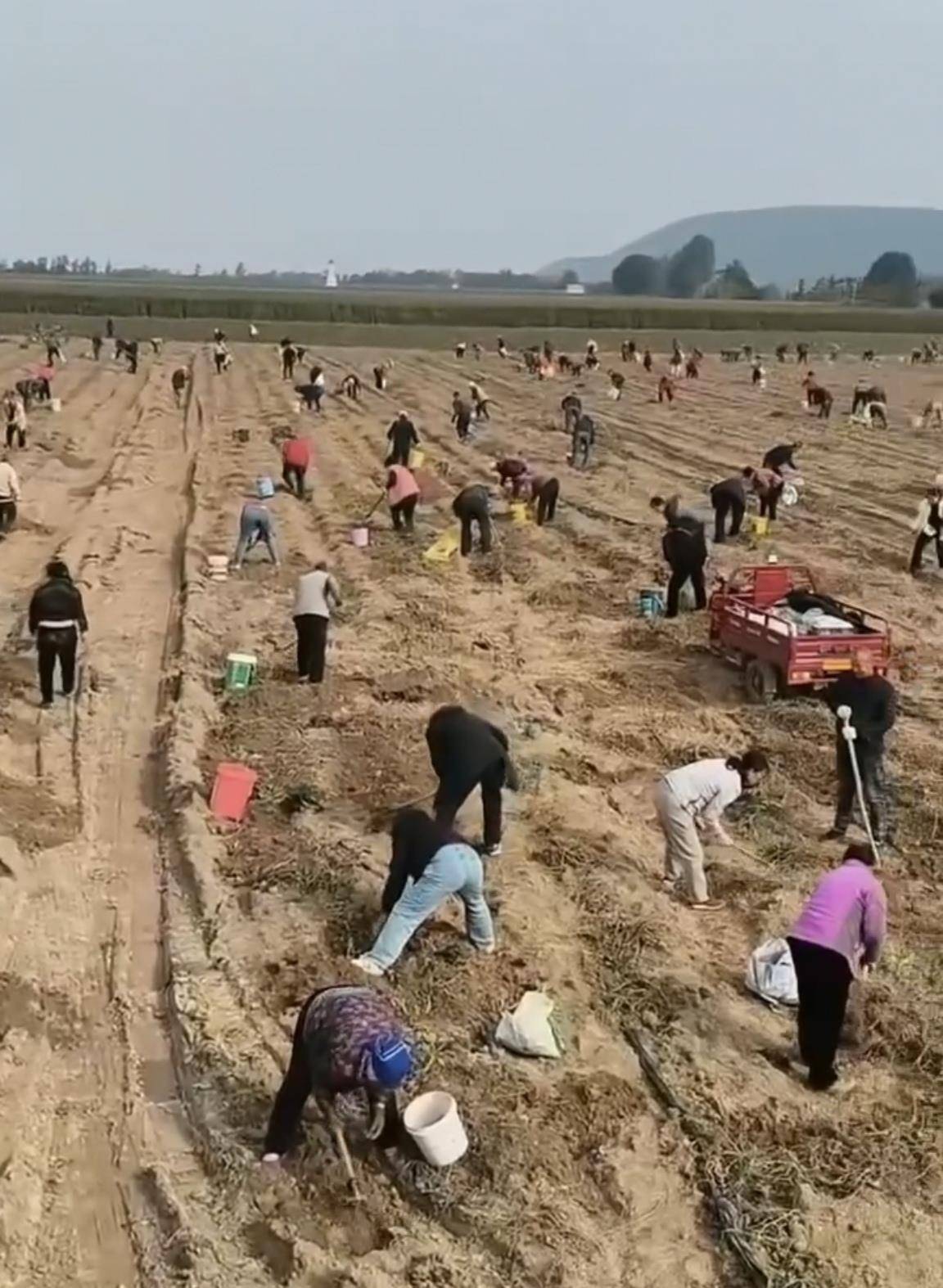 数百人冲进地里捡红薯<strong></p>
<p>虚拟币dsg</strong>，田主称是秋收剩下的，网友：免费翻地，利人利己