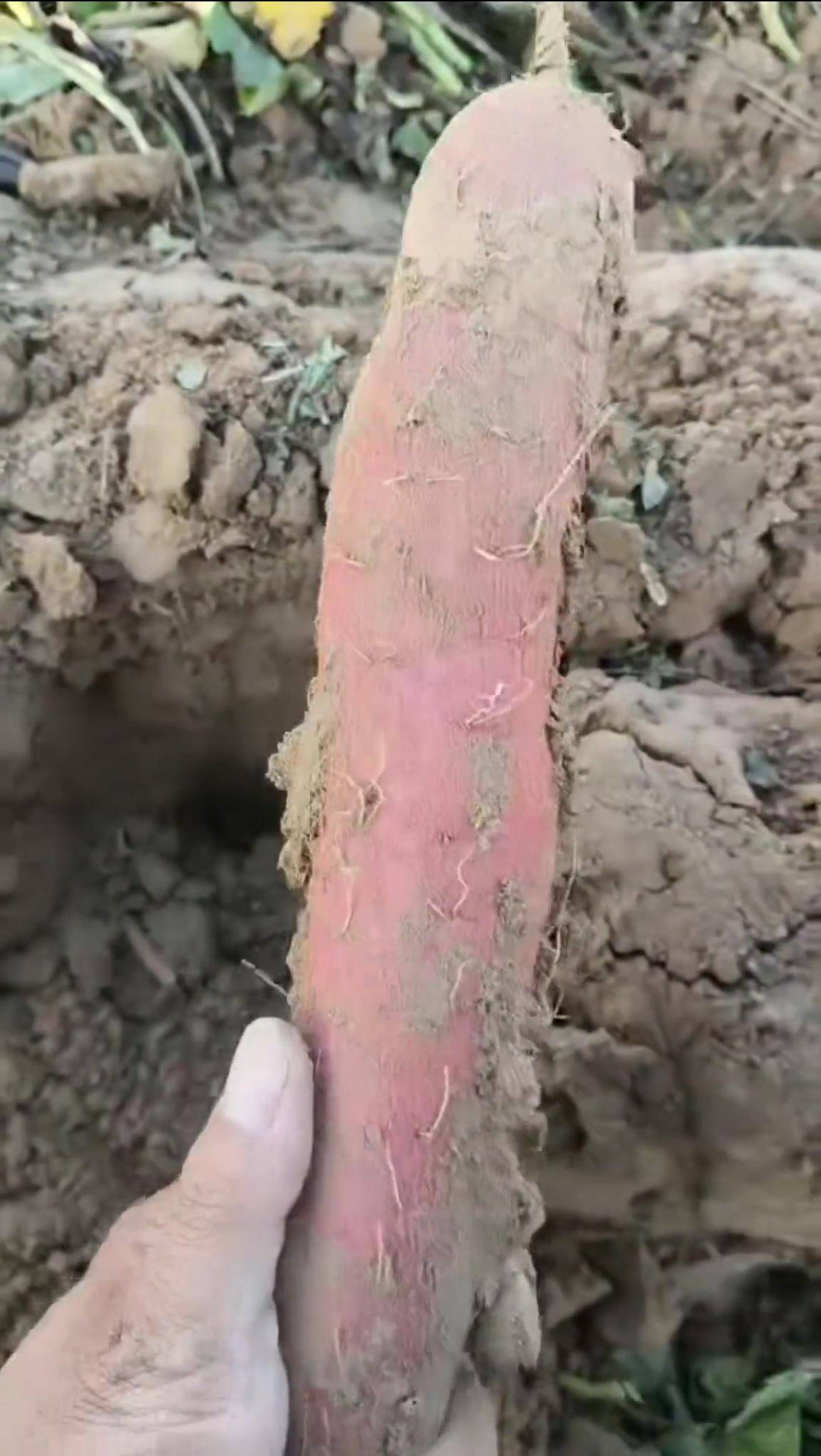 数百人冲进地里捡红薯<strong></p>
<p>虚拟币dsg</strong>，田主称是秋收剩下的，网友：免费翻地，利人利己