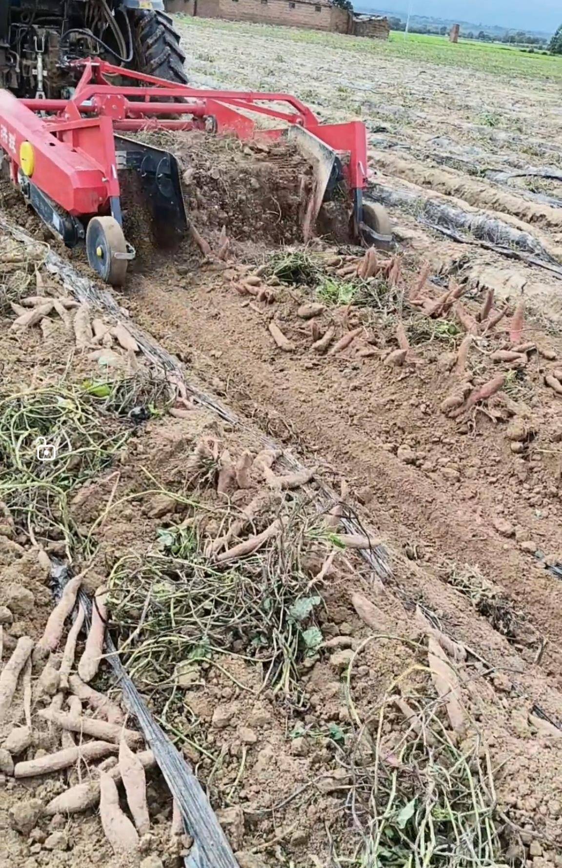 数百人冲进地里捡红薯<strong></p>
<p>虚拟币dsg</strong>，田主称是秋收剩下的，网友：免费翻地，利人利己