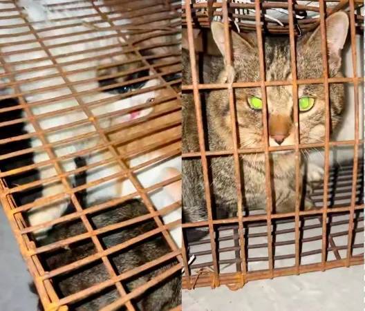 “成都一空置房非法囤猫”?官方通报:共发现被困小猫102只<strong></p>
<p>虚拟币dsg</strong>,未发现虐猫行为