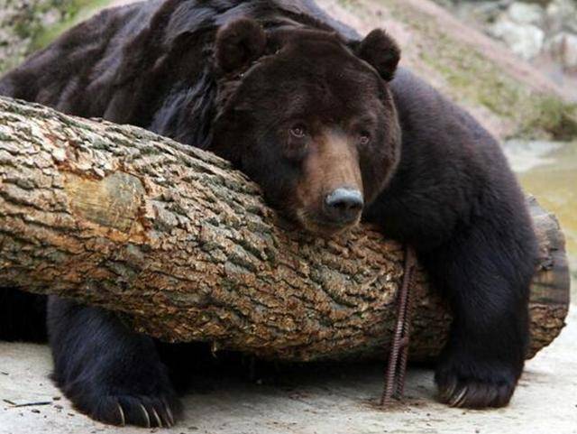 出重拳治“熊害”<strong></p>
<p>BGV虚拟币</strong>,日本将允许防暴警察射杀熊