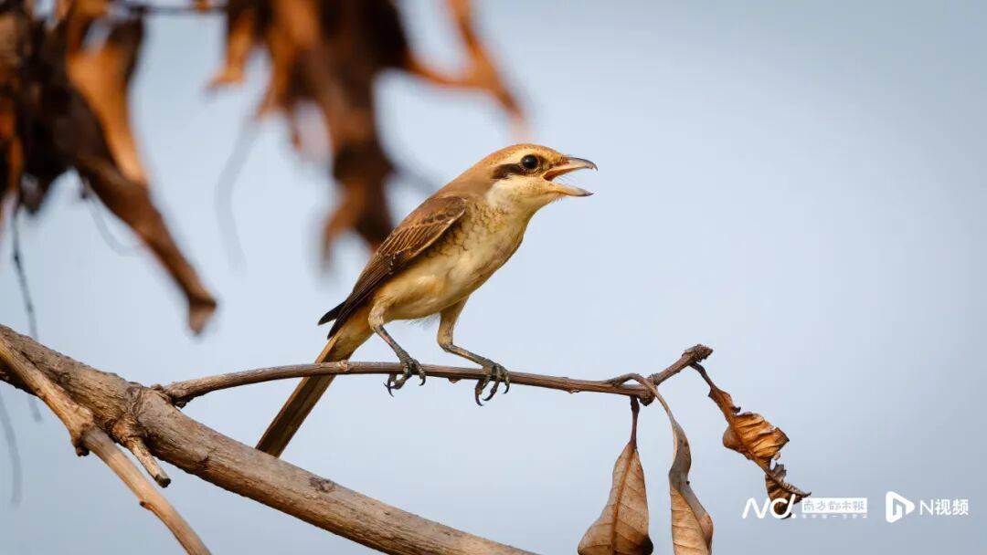 东莞最新发布:将严厉打击这些行为<strong></p>
<p>BGV虚拟币</strong>!
