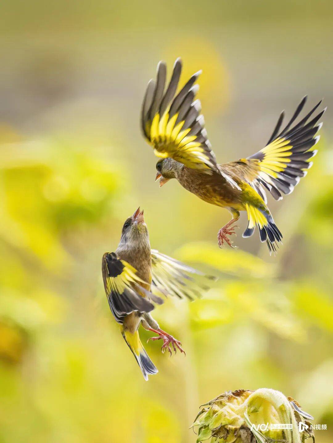 东莞最新发布:将严厉打击这些行为<strong></p>
<p>BGV虚拟币</strong>!