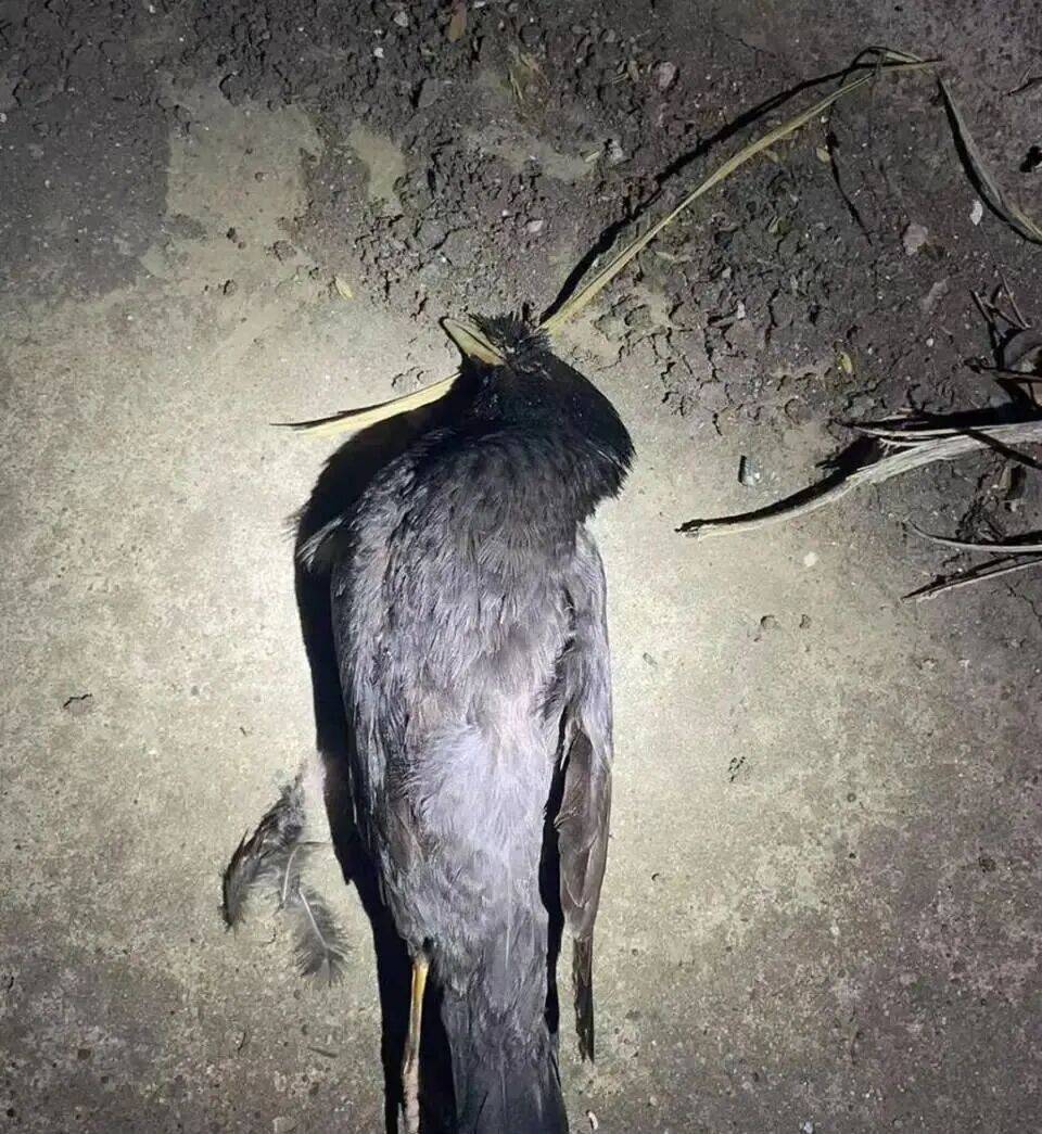 打开冰箱后民警懵了<strong></p>
<p>虚拟币大佬</strong>！男子"攒"了44只国家保护动物,供自己食用...