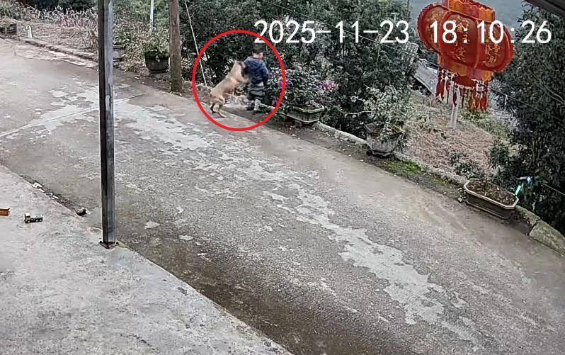 男童路边撒尿遭自家狗狗“偷袭”<strong></p>
<p>国内玩虚拟币</strong>，从背后推下近2米的高坎，家长：孩子没受伤