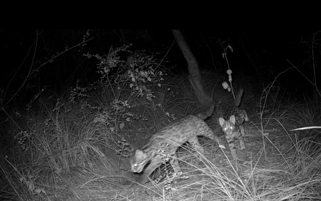 遂宁版“疯狂动物城”上线<strong></p>
<p>有价值被低估的虚拟币</strong>！