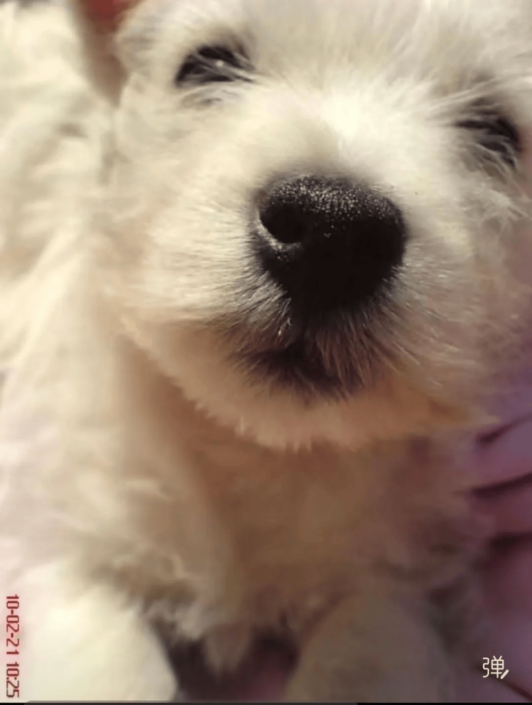 在小区投毒致9条狗死亡<strong></p>
<p>外汇平台</strong>，男子获刑4年！