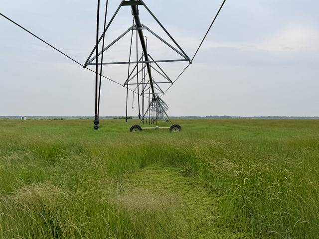 北京送到内蒙古的一株羊草<strong></p>
<p>虚拟币global</strong>，入选了全球最佳减贫案例