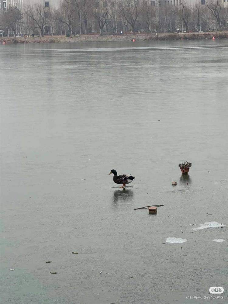 游客称天津一公园有鸭子被冻在冰面上，景区：是野鸭，去救时它能走动，每年都有被冻住的情况