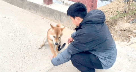 上海一市民花15800元送狗“上学”<strong></p>
<p>虚拟货币鱿鱼币今日价格</strong>，归来却恶习依旧……法院判决！