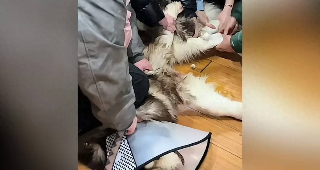 女子养的阿拉斯加犬把父亲咬住院<strong></p>
<p>虚拟币走势看小时图还是分钟图</strong>，无奈将狗安乐死却遭网暴