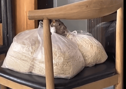 广州一女子在餐厅门口拍到大老鼠偷吃面条<strong></p>
<p>虚拟币ANGLE</strong>，当事人：曾多次光顾这家餐厅，没有恶意，想借此提醒商家食品存放安全问题