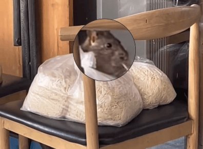 广州一女子在餐厅门口拍到大老鼠偷吃面条<strong></p>
<p>虚拟币ANGLE</strong>，当事人：曾多次光顾这家餐厅，没有恶意，想借此提醒商家食品存放安全问题